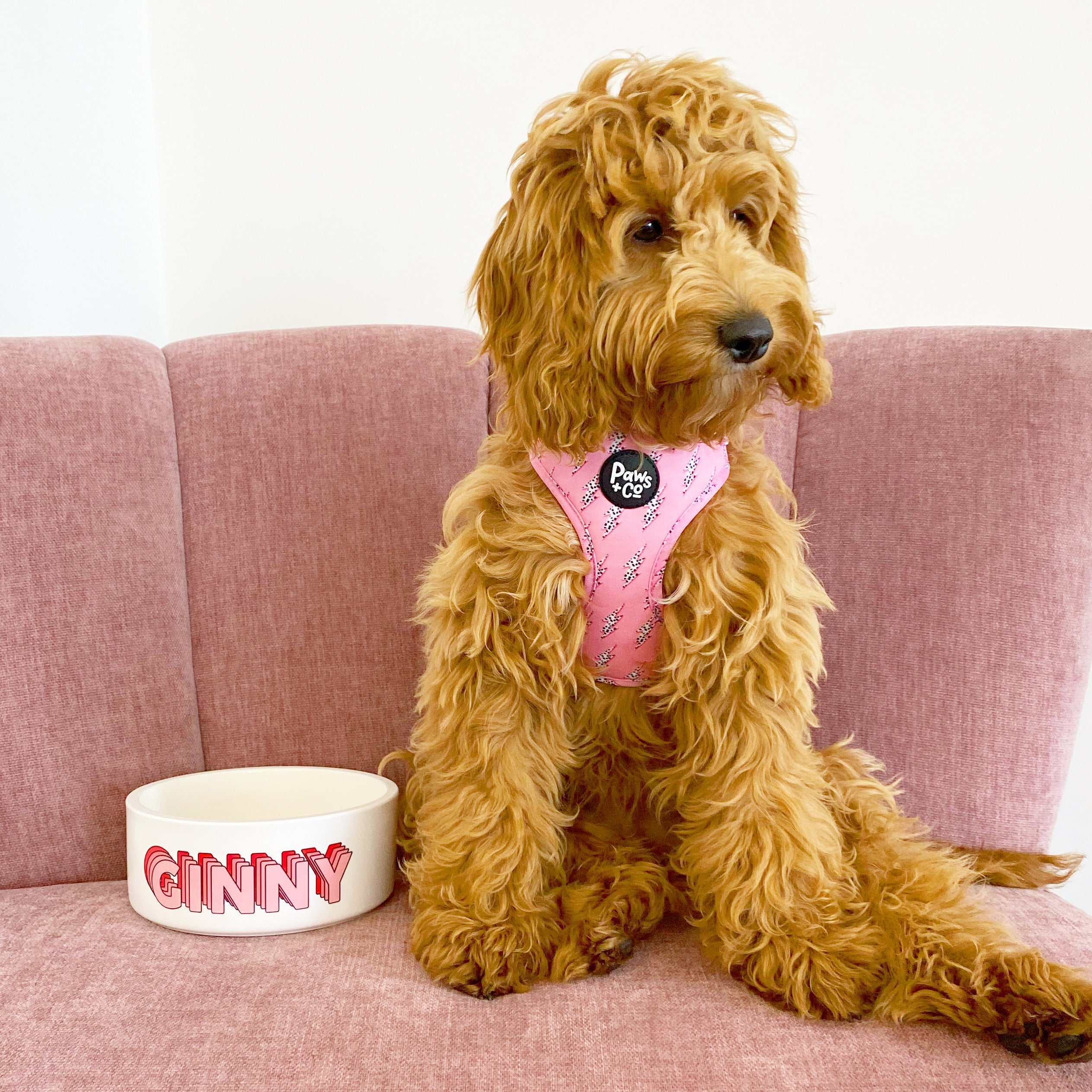The Funky Adjustable Dog Harness