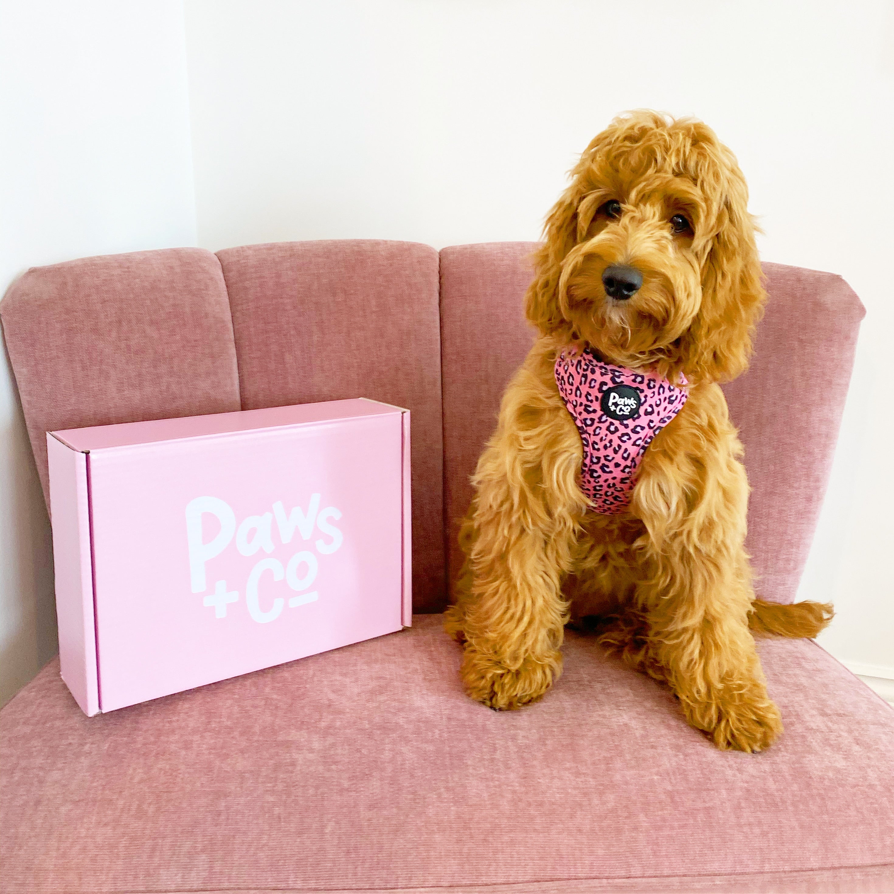 The Wild Child Adjustable Dog Harness